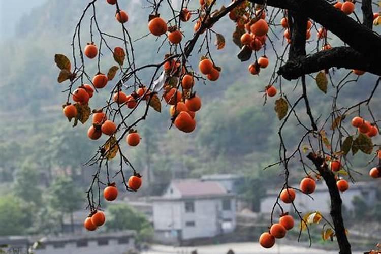 今年桃花运最好的生肖