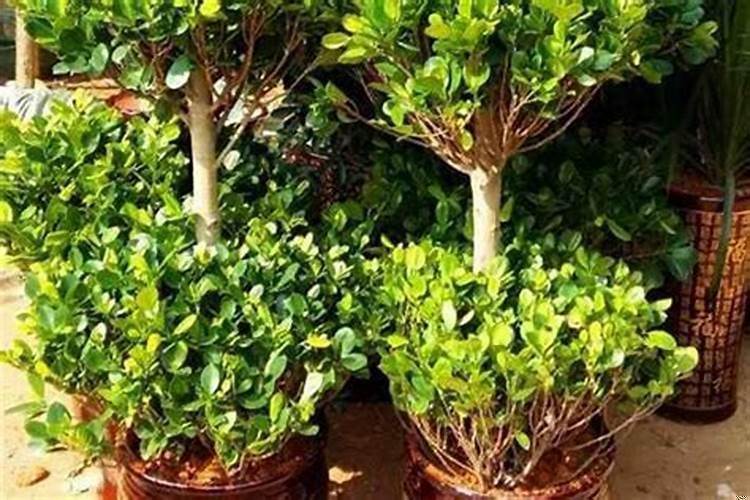 大门口栽什么树旺宅