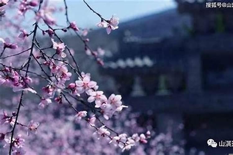 命理犯桃花是什么意思