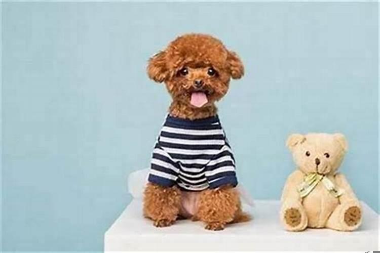 属狗的几点出生好时辰