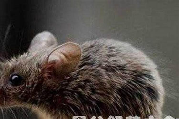 女人梦到被老鼠咬手