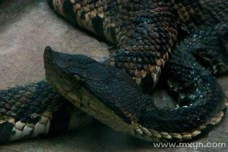 梦见黑色大蟒蛇是什么征兆解梦