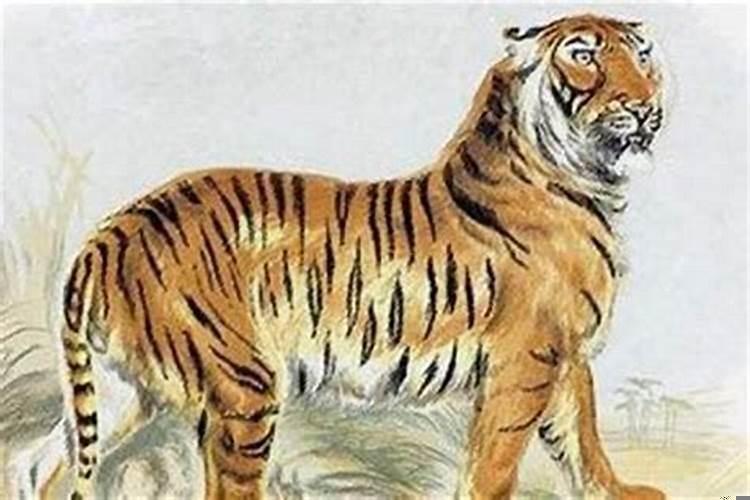 生肖虎的命好不好