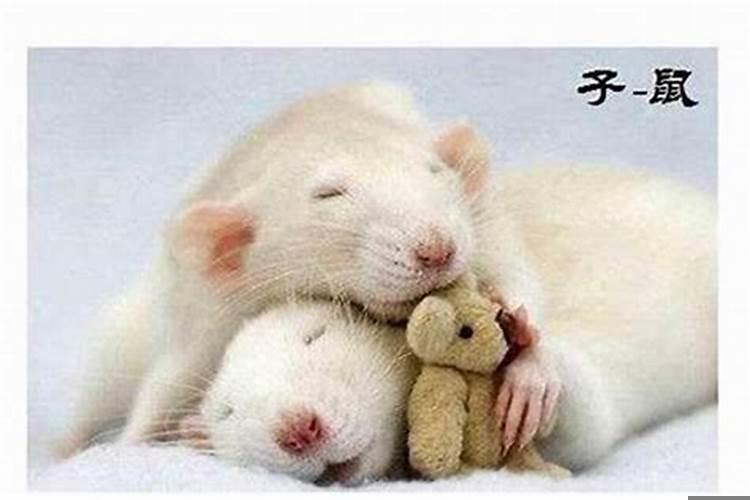 属鼠的几月出生的最好