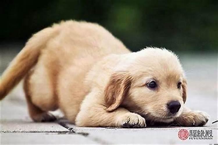 82年4月9日狗人一生的命运