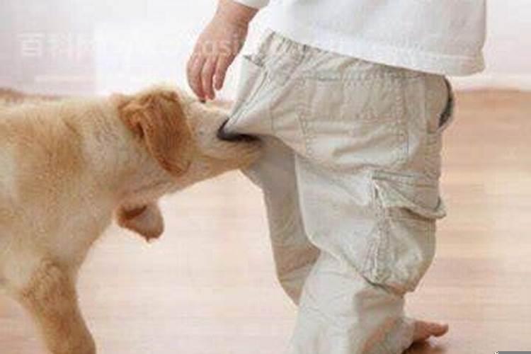 梦见被情人的狗咬了