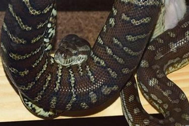 梦见蛇钻进自己的身体里面