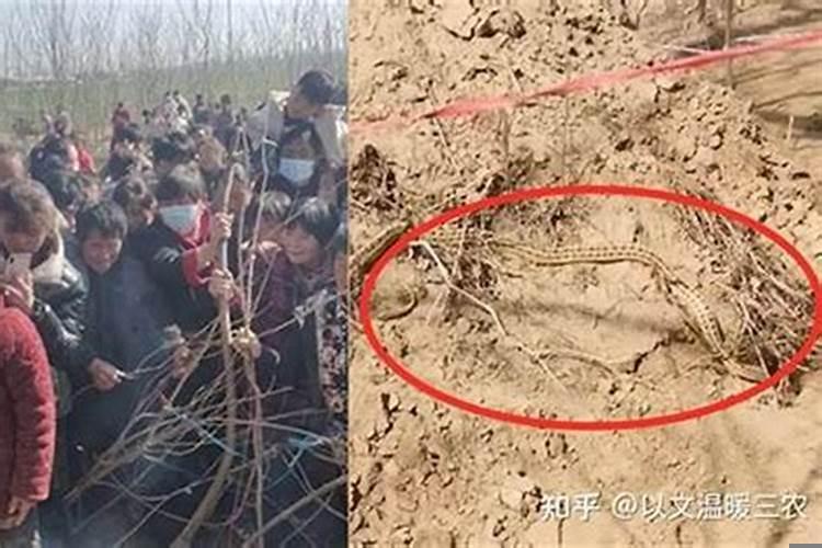 上坟的时候看到蛇
