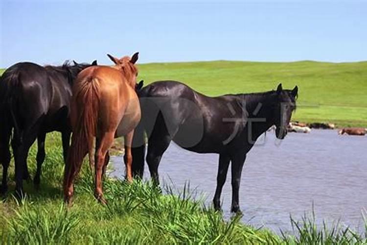 梦见马在水里走