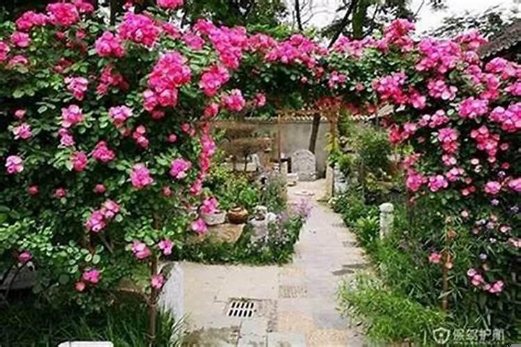 小区里面种什么树对风水最好