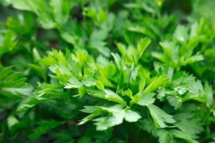 为什么人死了要三天出殡