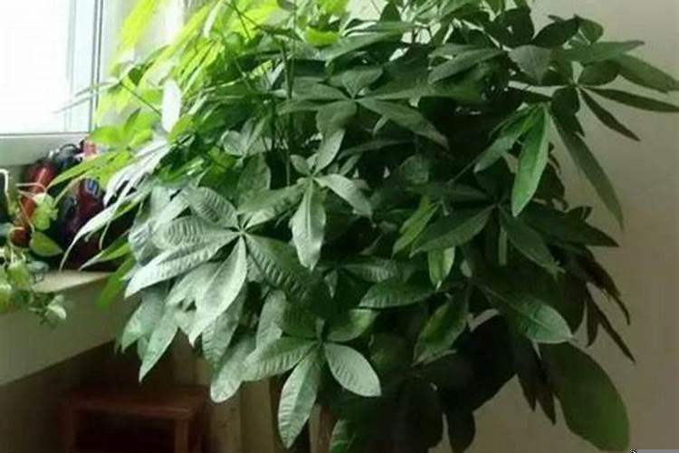 大贵和大富有啥区别