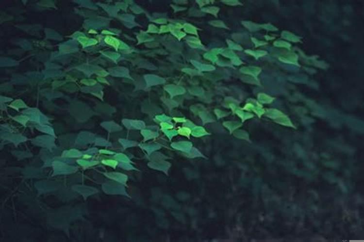 男人梦见棺材是什么征兆解梦