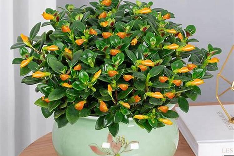 买市中心的房子有升值空间吗