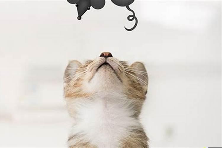 梦见有死老鼠是什么意思