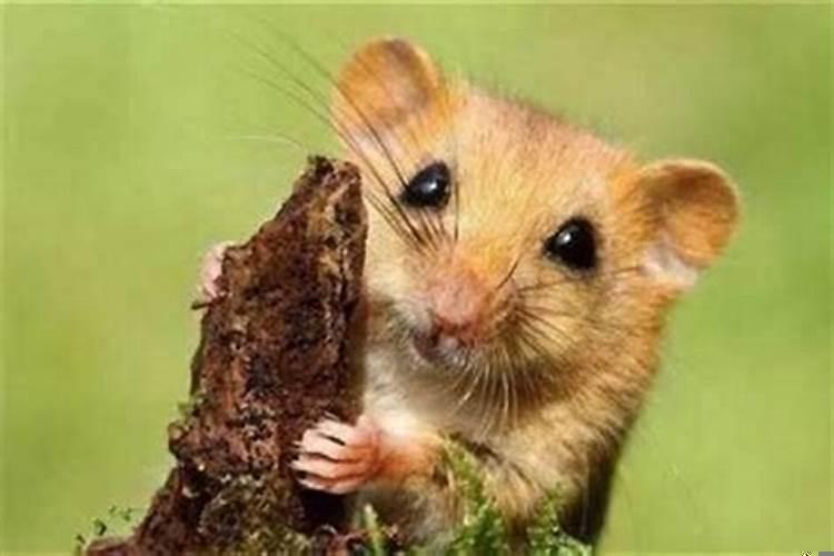 梦见一群群的老鼠什么预兆