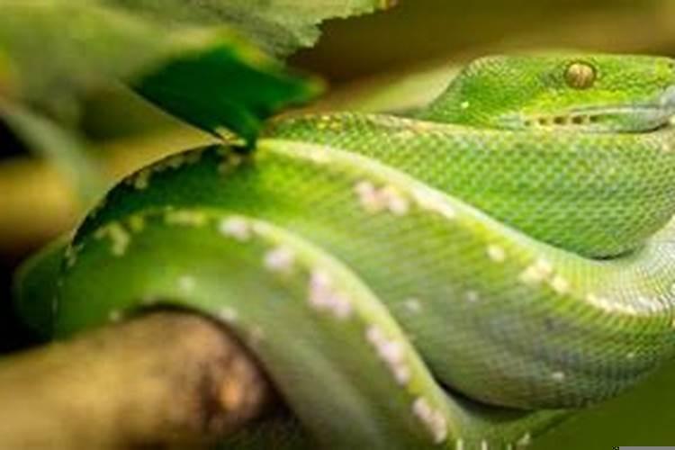 梦到蛇很害怕但是没有伤害我