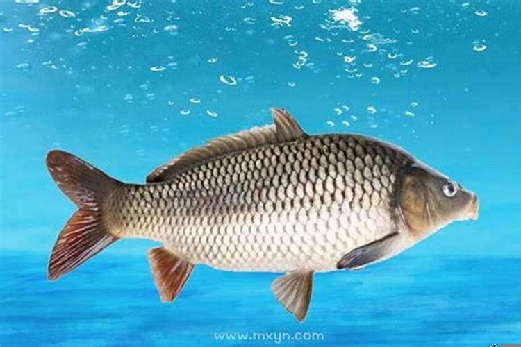 梦见很大的鲤鱼是什么意思