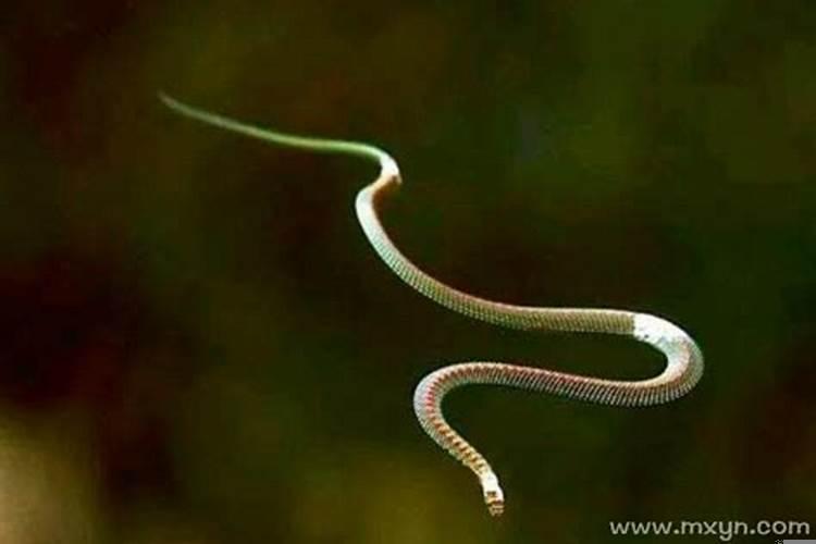 梦见蛇飞起来了预示着什么