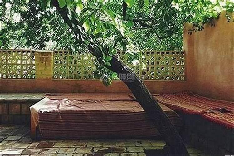 小区里面种什么树对风水最好