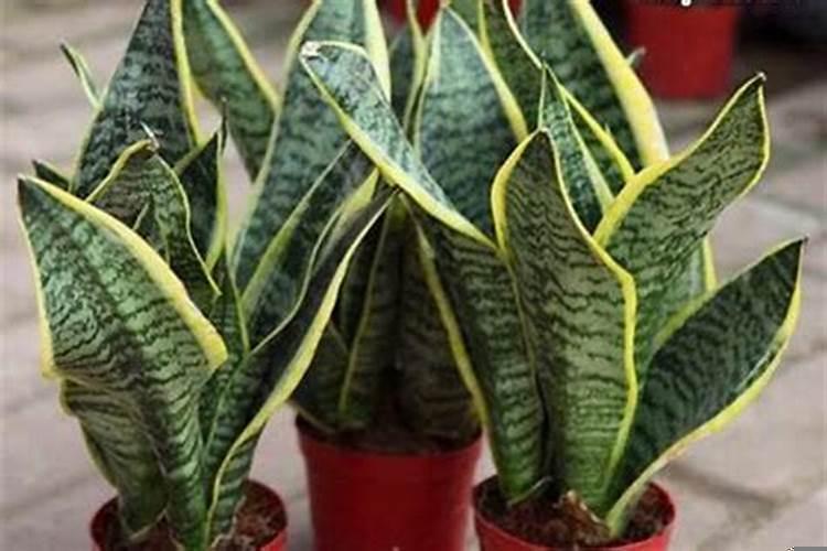 适合摆放在门口的辟邪植物花朵