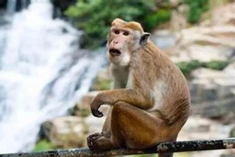 前途无量是什么生肖动物最佳