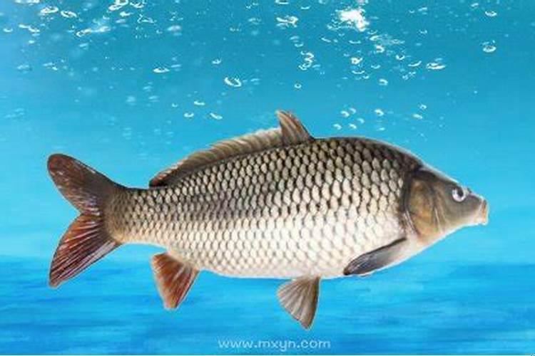 梦见很大的鲤鱼是什么意思