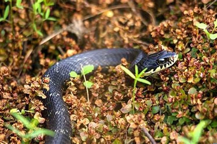 梦见蛇飞起来了预示着什么