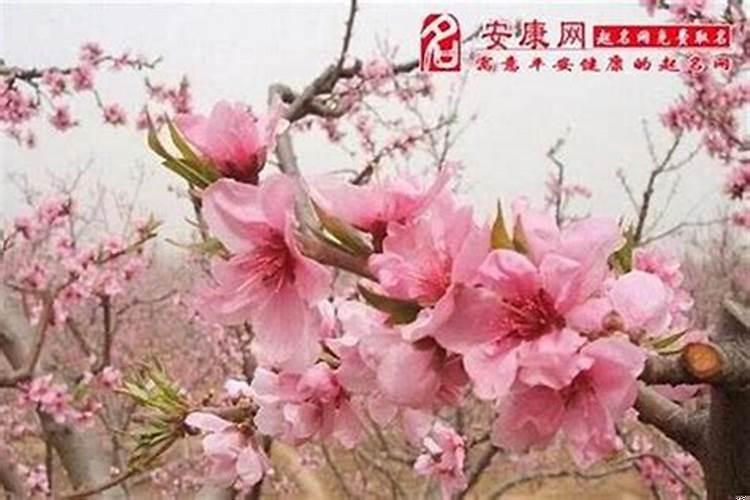 每个男人都有桃花运吗