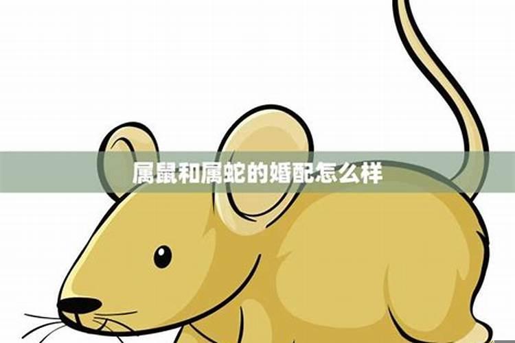 属鼠和属蛇的合不合婚姻和财运