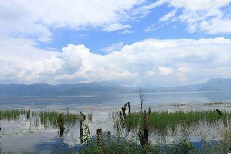 梦见马在水里走