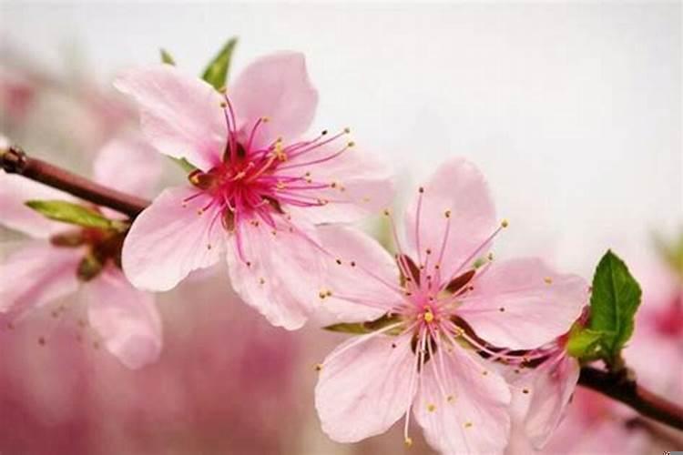 每个男人都有桃花运吗