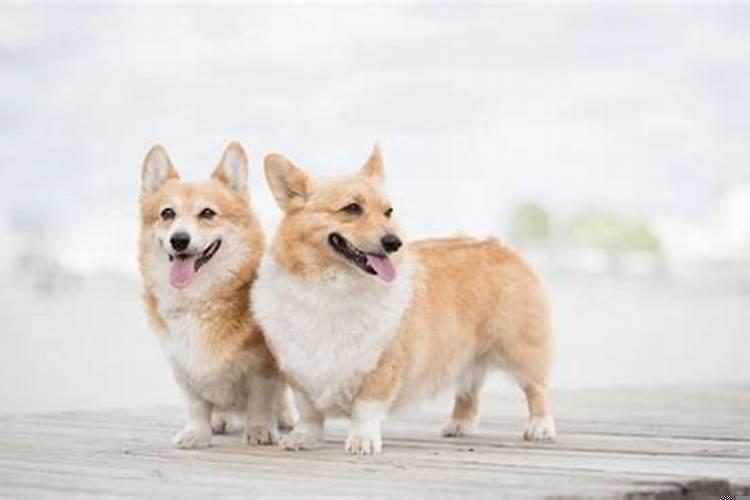 狗的生肖和什么生肖最不好的