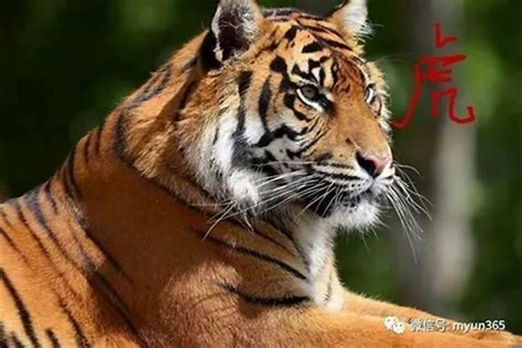 生肖虎做什么生意好