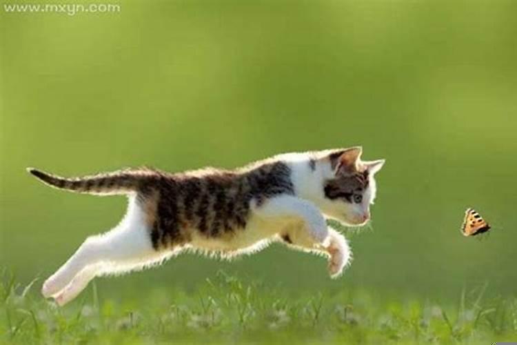 梦见被某种东西追