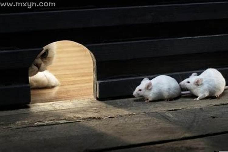 梦见一群群的老鼠什么预兆