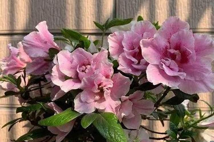 2021年会和旧爱复合的星座