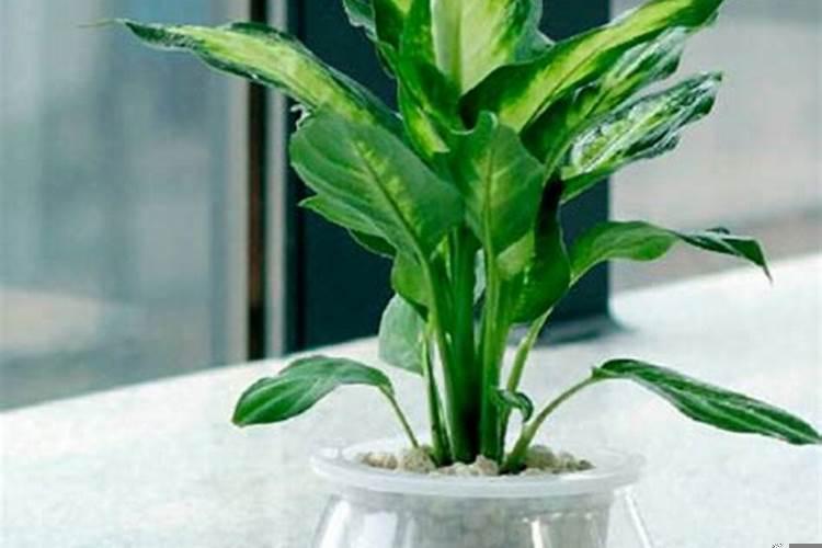 招财最厉害的吉祥物摆件招财风水