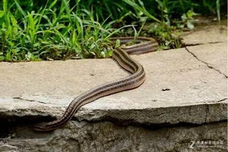 上坟的时候看到蛇