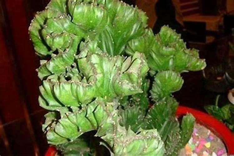 适合摆放在门口的辟邪植物花朵