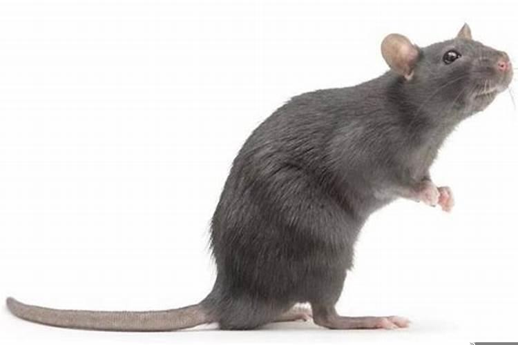 为什么生肖鼠用rat
