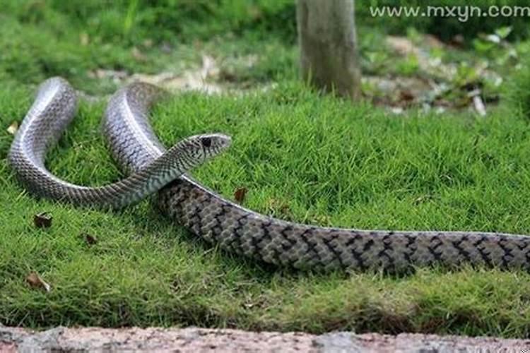 梦见被蛇在脸上咬了一口