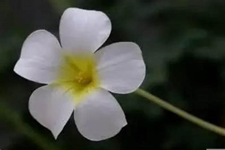 脾气倔强的生肖女