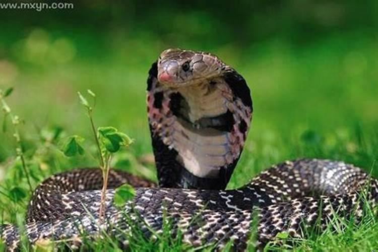 女人梦见一条蛇死了