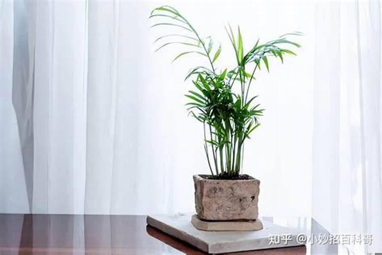 提升办公室运势植物