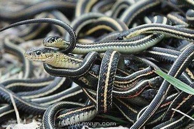 女人梦见一条蛇死了