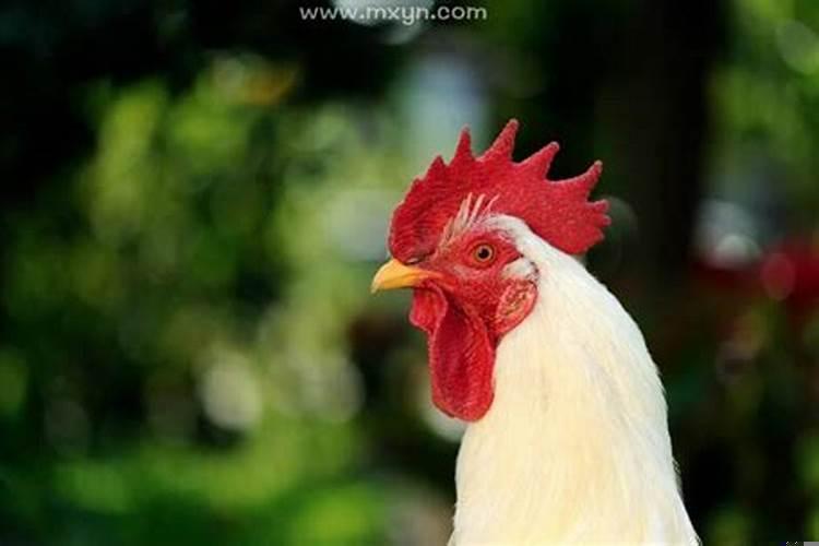 梦见公鸡的意思是什么