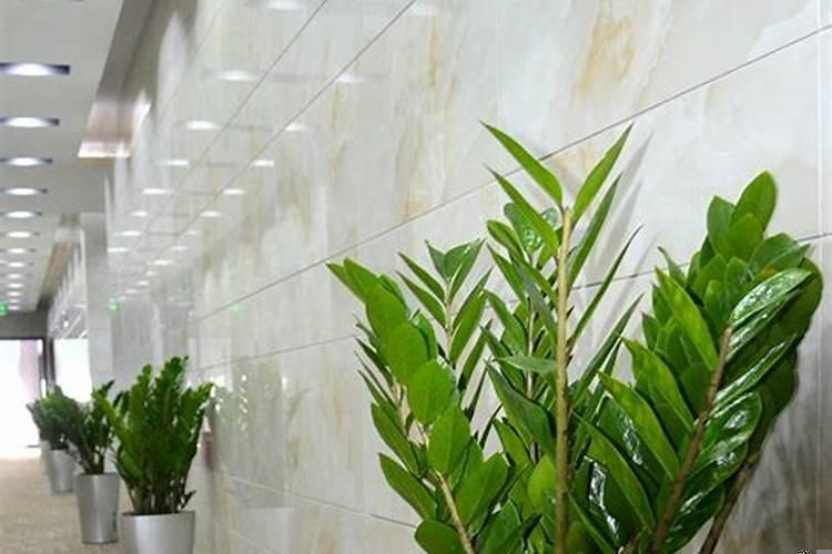 提升办公室运势植物