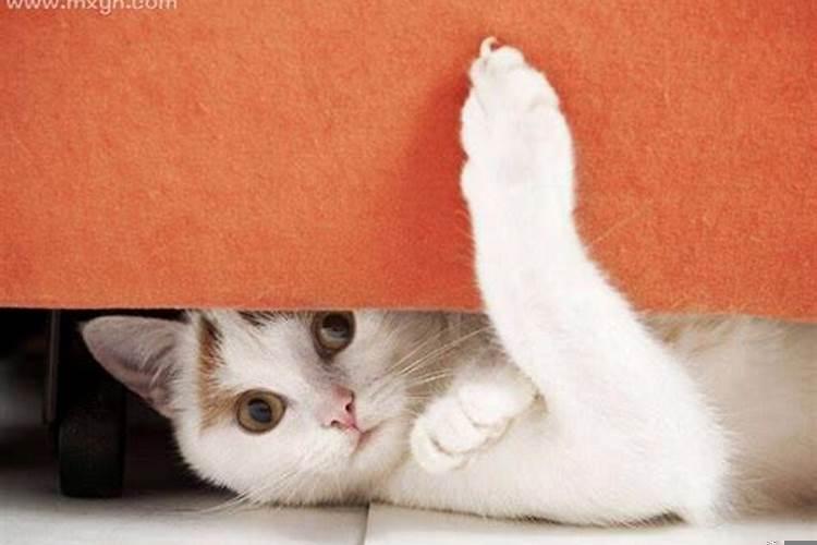 梦到逃跑躲藏的是还是被发现