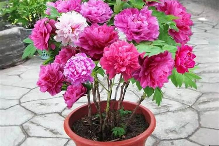 入户花园门风水布局